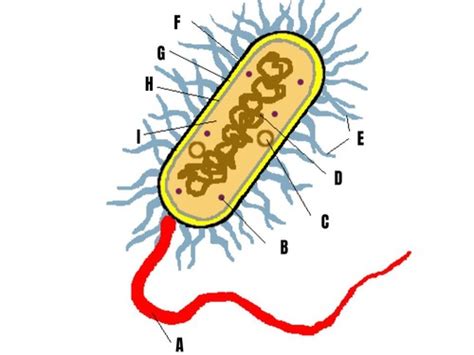 Microbiology Diagrams Flashcards Quizlet