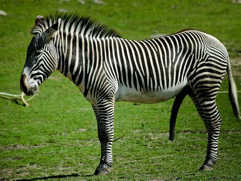 Zebra Standing On Grass Field Hd Wallpaper Wallpaper Flare