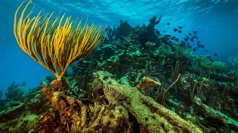 Take a Stunning 360° Journey Through an Underwater National Park