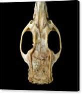 Antillean Giant Rice Rat Skull Photograph By Natural History Museum