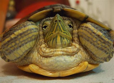 How Long Do Pet Turtles Live PetMD