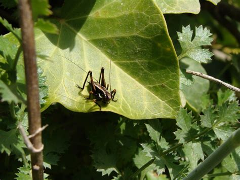 Marbled Bush Crickets From Peloponnese Greece On April 14 2010 At 10