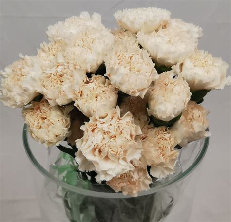 Carnation Peach Brut Standard Carnation Carnations Flowers By