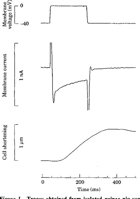 Figure 1 from The functions of two species of calcium channel in ...