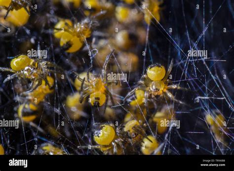 Baby Yellow Spiders Hi Res Stock Photography And Images Alamy