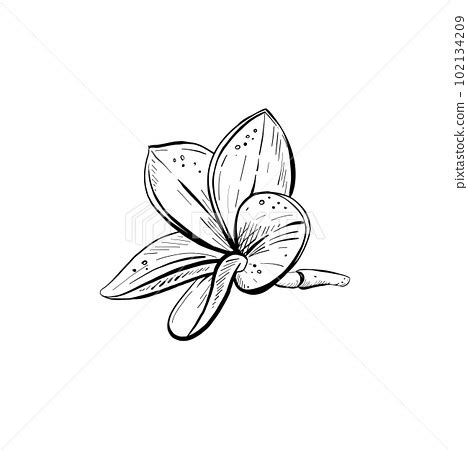 Vector Illustration Of Beautiful Plumeria Stock Illustration