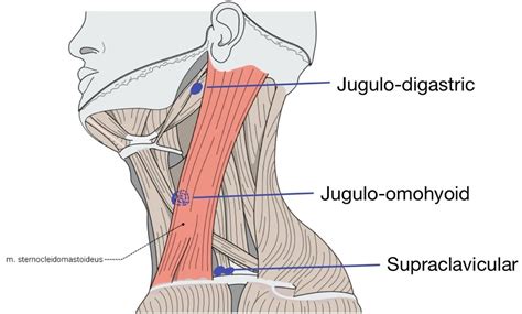 3 Lymph Nodes And Neck Lumps Simplemed Learning Medicine Simplified