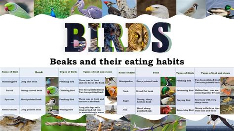 Birds Beaks And Their Eating Habits Birds Beak Feet Claws Youtube