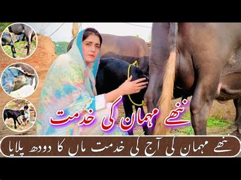 Nanhy Mehman Ko Doodh Pilaya Azra Imran Official Youtube