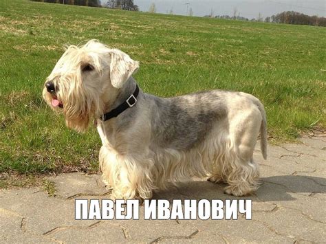 Создать мем "чешский терьер белый, ирландский мягкошёрстный пшеничный ...