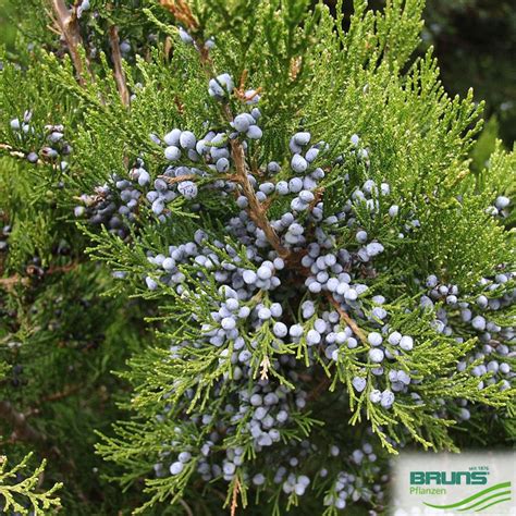 Juniperus Virginiana Canaertii Von Bruns Pflanzen