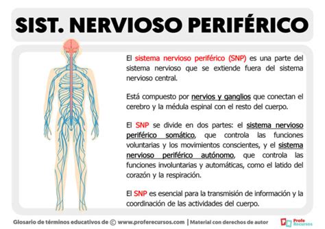 Qu Es El Sistema Nervioso Perif Rico