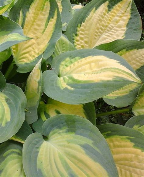 Hosta Forbidden Fruit spécialiste en Hosta Pépinière des Deux Caps