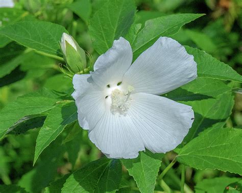 Very Rare Almost All White Crimson Eyed Rosemallow Dfl0995 Photograph By Gerry Gantt