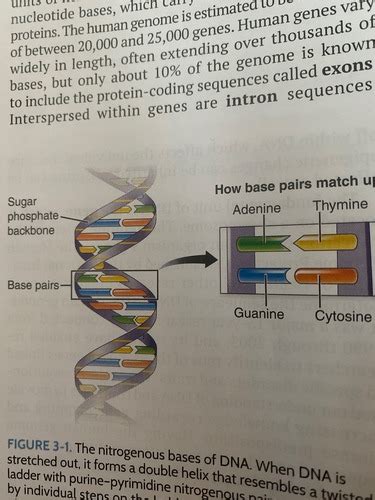 Patho Chapter Genetic Basis Of Disease Flashcards Quizlet