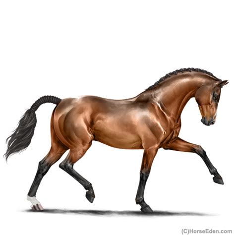 Horse Eden Every Hee Breeds Hairstyles