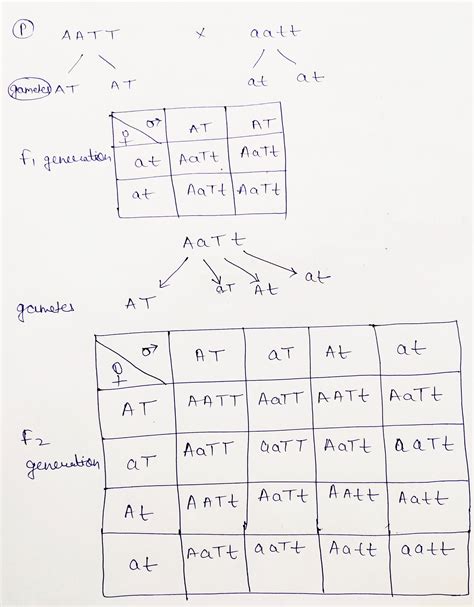 Solved Mendels Law Of Independent Assortment Allows Us To Consider