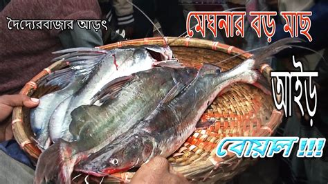 মেঘনার আড়তে বিশাল বোয়াল আইড় মাছbiggest River Fish Market Of Bdদেশী