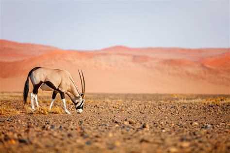 Namibia & Botswana Safari Road Trip - 19 Days | kimkim