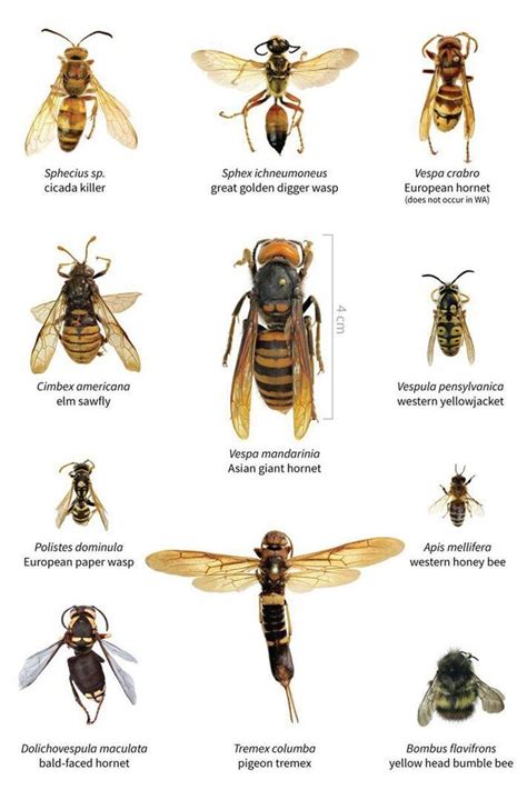 Wasps Rochester Beekeepers