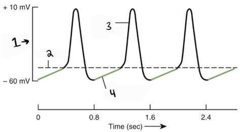 Sa Node Action Potential Flashcards Quizlet