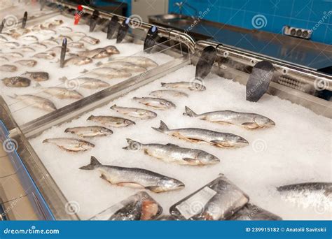 Pescado De Mar Fresco En Hielo En El Mostrador De La Tienda O En El