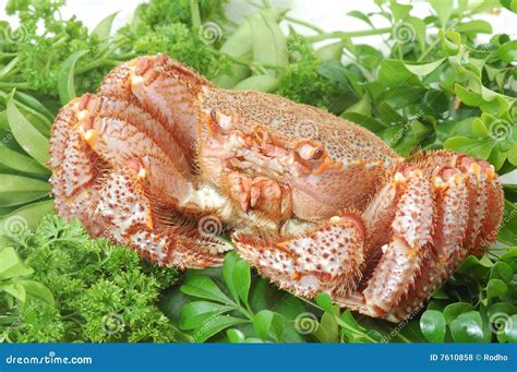 Alaskan King Crab Stock Photo Image Of Meat Dinner Catch 7610858