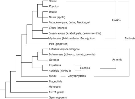 Tree Of The Phylogenetic Relationships Among The Species Cited In This