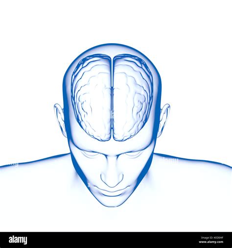 Human Brain Anatomy Hi Res Stock Photography And Images Alamy