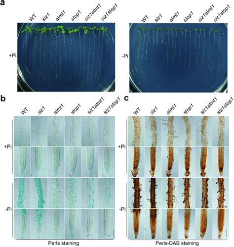 Growth Phenotypes And Fe Accumulation Patterns Of The Wt And Various