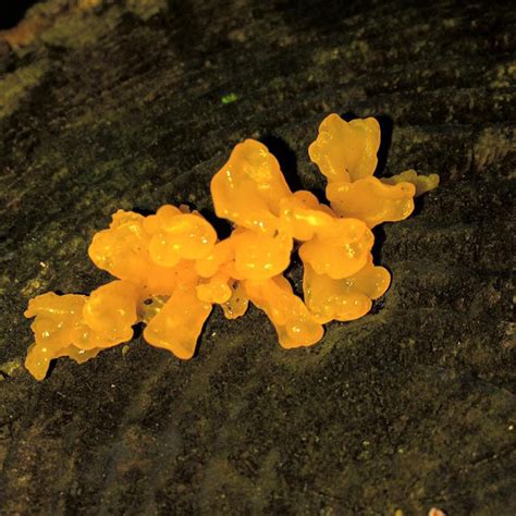 Orange Slime Mold Project Noah