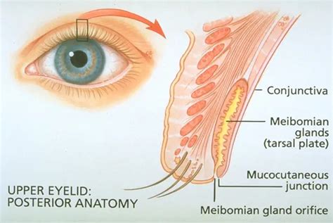 Meibomian gland - American Academy of Ophthalmology