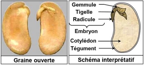 Cours 6 4 La reproduction sexuée des angiospermes Partie 4 AlloSchool