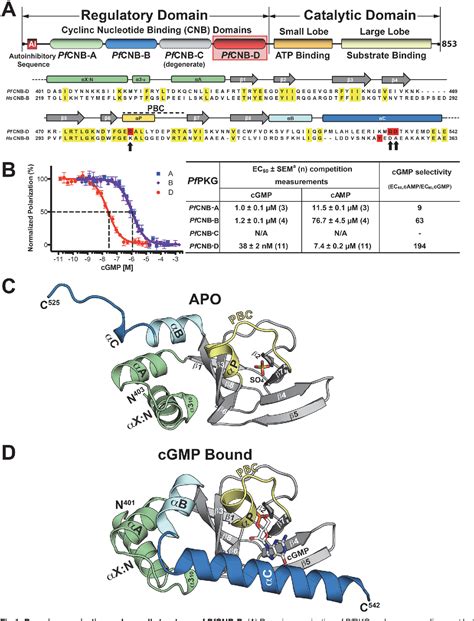 Figure From Crystal Structures Of The Carboxyl Cgmp Binding Domain Of