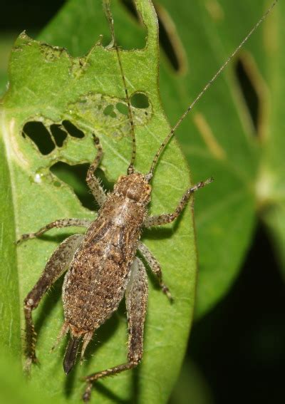 Hapithus Agitator Female Nymph Restless Bush Cr Tumbex