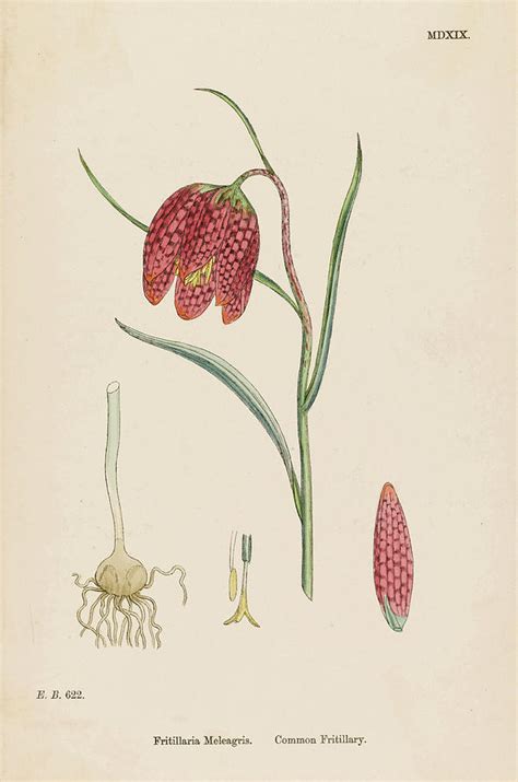 Fritillaria Meleagris Common Drawing By Mary Evans Picture Library