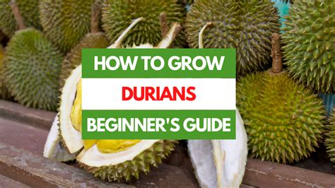 How To Grow Durians A Beginner S Guide Gardening Eats