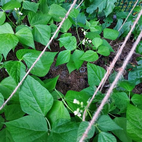 Phaseolus Vulgaris Contender French Bean Contender In Gardentags