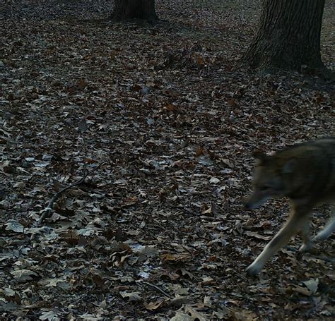Autumn Coyote Sightings Arnold Arboretum Arnold Arboretum