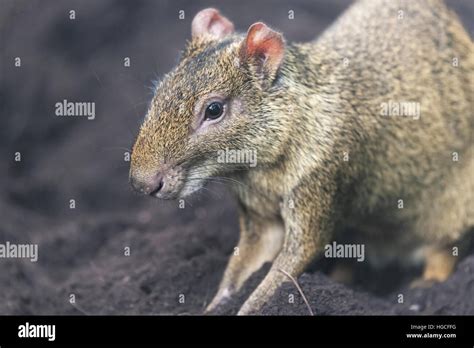 Large Rodent Hi Res Stock Photography And Images Alamy