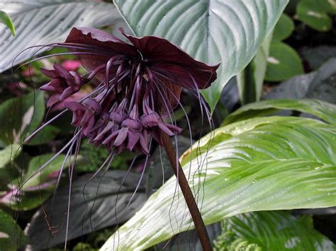 How to Grow and Care for Black Bat Flower