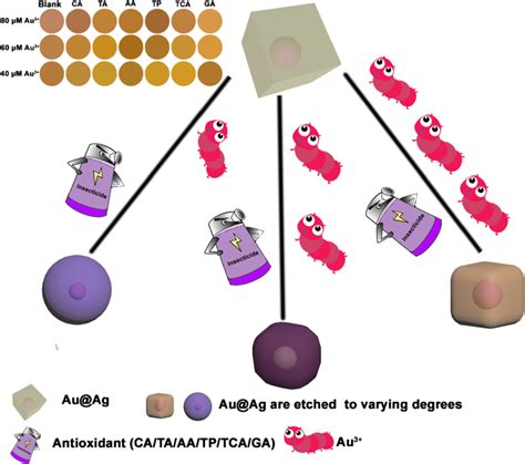 Schematic presentation of colorimetric assay for antioxidants based on ...