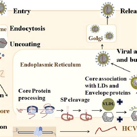 Effect Of HCV Core Mutation On HCV Life Cycle Mutation Or Sequence