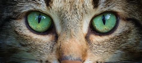 Green Eyed Cat Breeds Discover The Most Enchanting Felines Breeds Of Cat