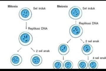 Perbedaan Mitosis Dan Meiosis Ini Penjelasannya Maukuliah Blog