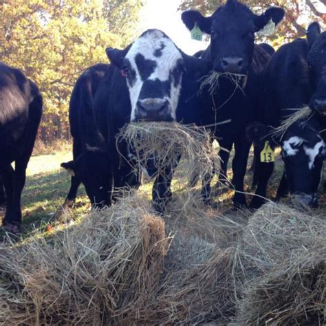 What Do You Feed Your Cattle Pet Food Guide