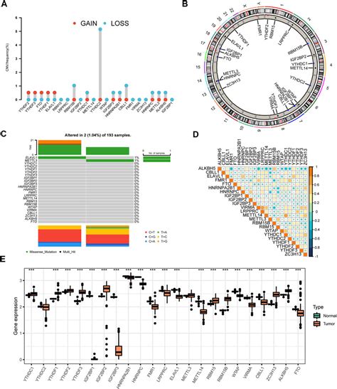 Frontiers M A Regulator Based Methylation Modification Patterns And