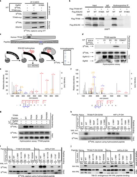 Tfam Is Hydroxylated By Egln3 At Proline 5366 Causing Pvhl