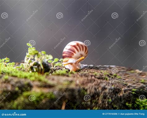 A Polynesian Tree Snail X28 Partula Sp X29 Foraging During The Day