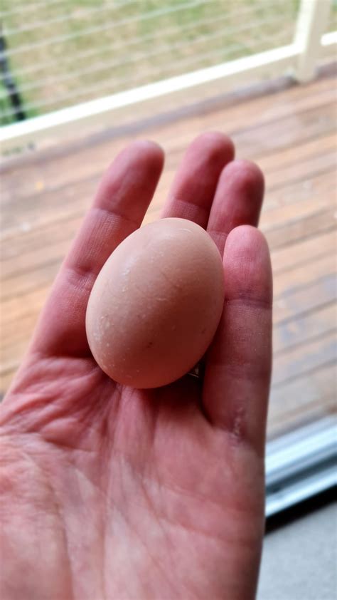 Got Our First Egg Today R Backyardchickens